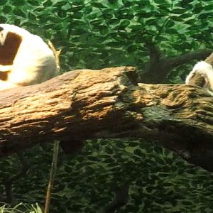 Jungle Trails-Tropical African Animals-Rinaldo + Wilhelmina