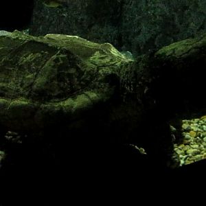 Manatee Springs-Alligator Snapping Turtle