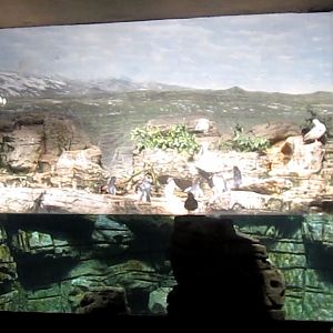 Wings of the World-Sub-antarctic Coast