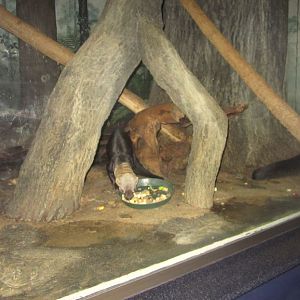 Night Hunters-Tayras