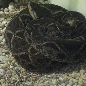 Reptile House-Terciopelo