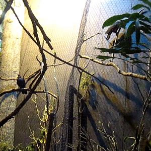 Wings of the World-Lady Ross's Turaco + Pesquet's Parrot exhibits