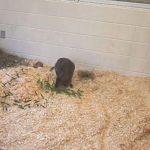 Children's Zoo-Nursery-First Bennet's Wallaby exhibit