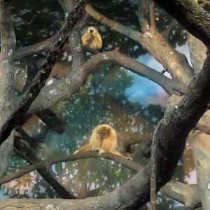 Jungle Trails-Tropical Asian Animals-White-handed Gibbons