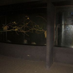 Wings of the World-Feather-tail Glider + Bourke's Parakeet, Gouldian Finch,