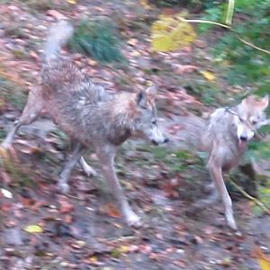 Wolfs Woods-Playing Maya and Sedona