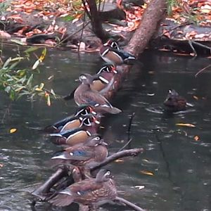 Wetland Trail-Wood Ducks