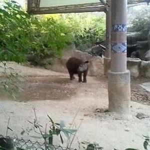 Wildlife Canyon-First Sumatran Rhinoceros exhibit