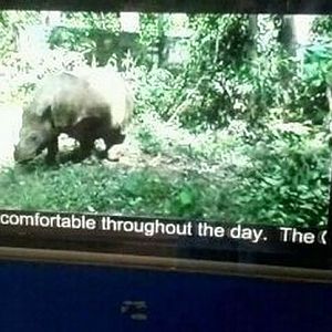 Wildlife Canyon-Sumatran Rhino Conservation Station-Video on Andantu's birt