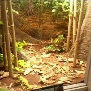 Reptile House-Gaboon Viper exhibit