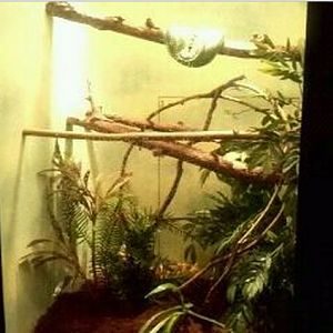 Reptile House-Green Tree Python exhibit