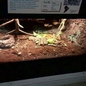 Reptile House-Caatinga Lancehead exhibit