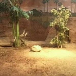 Dragons!-Indoor Komodo Dragon exhibit
