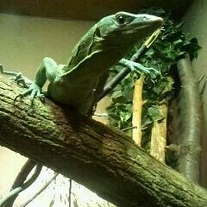 Dragons!-Green Tree Monitor