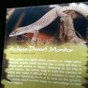 Dragons!-Ackies Dwarf Monitor-Sign