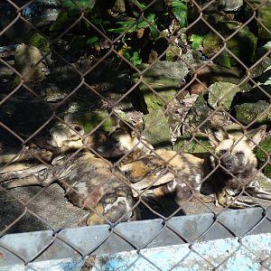 african wild dogs morelia zoo