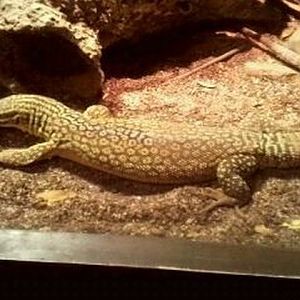 Dragons!-Ackies Dwarf Monitor