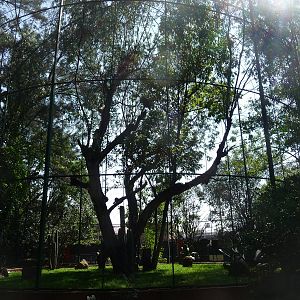 golden eagle aviary morelia zoo