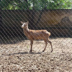 red deer morelia zoo
