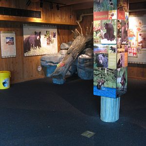 Black Bear Exhibit