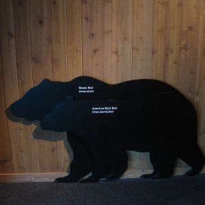Black Bear Exhibit