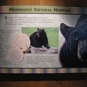 Black Bear Exhibit