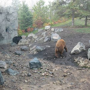 Black Bear Exhibit
