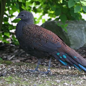 Mountain Peacock-pheasant (Polyplectron inopinatum)