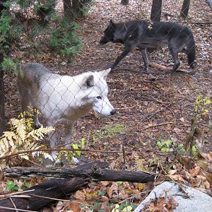 Wolves on the Minnesota Trail
