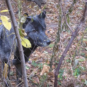 New black male wolf.