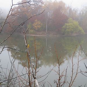 Foggy Day at the Zoo