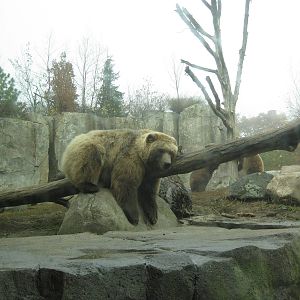 Sleepy Brown Bear
