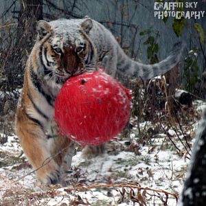 amur tiger boomer ball enrichment