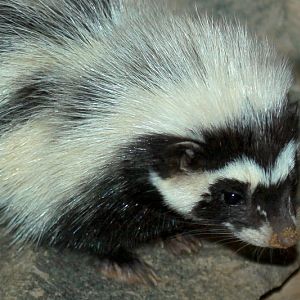 Saharan Striped Weasel (Ictonyx l. libycus)