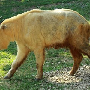 Golden Takin at Bojnice Zoo