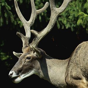 White-lipped deer at Bojnice Zoo