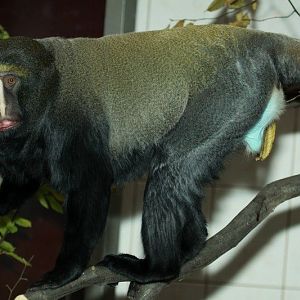 Owl-faced monkey at Bojnice Zoo