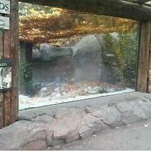 Cat Canyon-Snow Leopard exhibit-Window Viewing