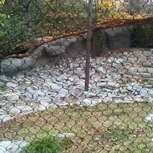 Cat Canyon-Snow Leopard exhibit