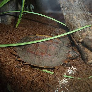 Spiny hill turtle, 23rd October 2012.