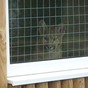 Puma cub, 23rd October 2012.