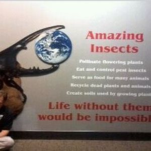 World of the Insect