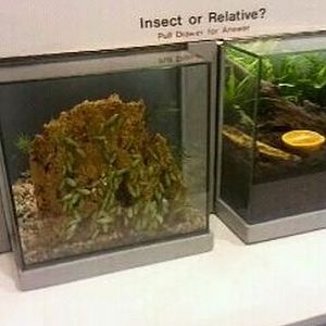 World of the Insect-What is an Insect?-Insect or Relative-Green Leaf Cockro