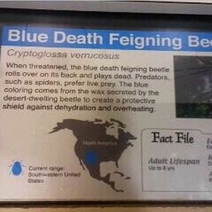 World of the Insect-What is an Insect?-Blue Death Beetle sign