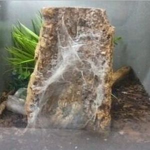 World of the Insect-What is an Insect?-Insect of Relative-Togo Starburst Ta