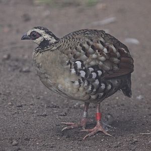 Brown-breasted Hill-partridge (Arborophila brunneopectus)