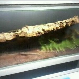 World of the Insect-What is an Insect?-Red-eyed Assassin Bug exhibit