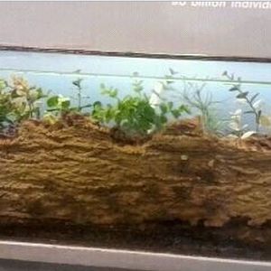 World of the Insect-What is an Insect?-Cave Whip Spider exhibit