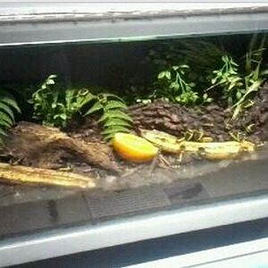 World of the Insect-Success of the Insect-Yellow-bellied Beetle exhibit