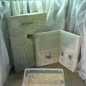 World of the Insect-What Insects Eat-Brown Recluse Spider exhibit
